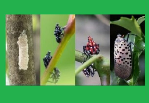 Lanternfly
