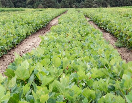 Seedlings
