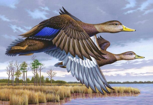 Bird Stamp