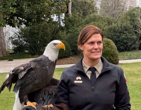 Bald Eagles