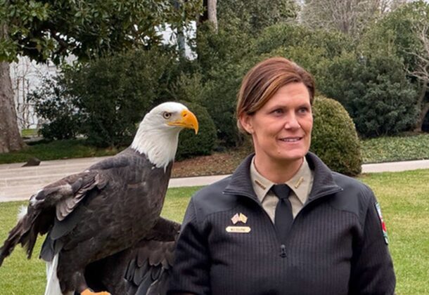 Bald Eagles