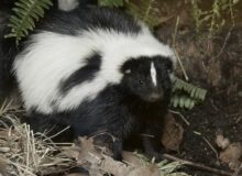 Skunk