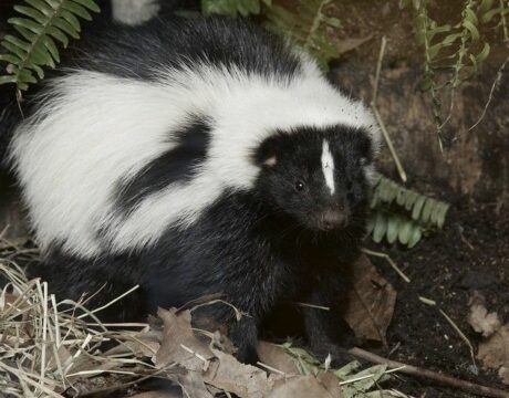 Skunk