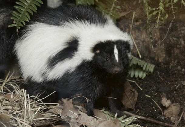 Skunk