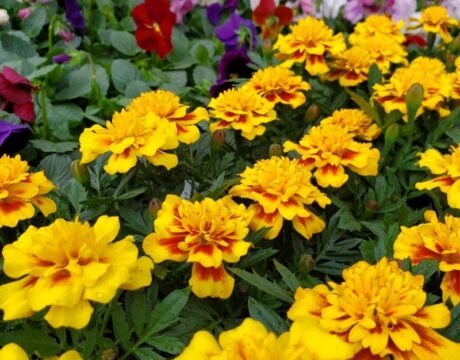 farmers market