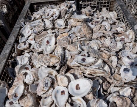 Oyster