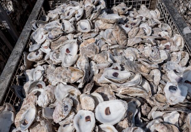 Oyster