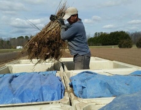 Tree Nursery