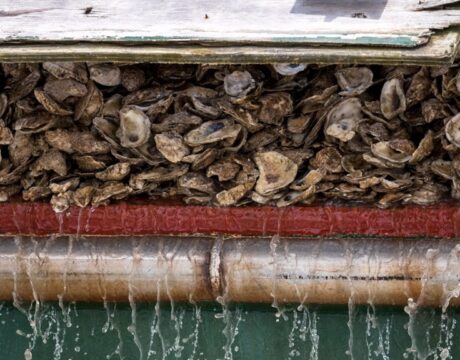 Oyster