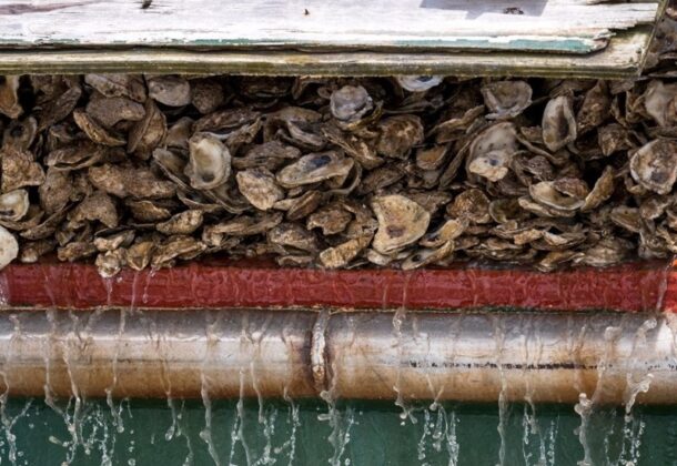 Oyster