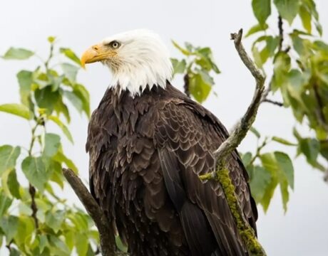 Bald Eagle