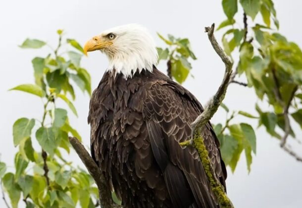 Bald Eagle