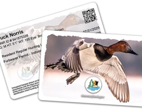 Waterfowl