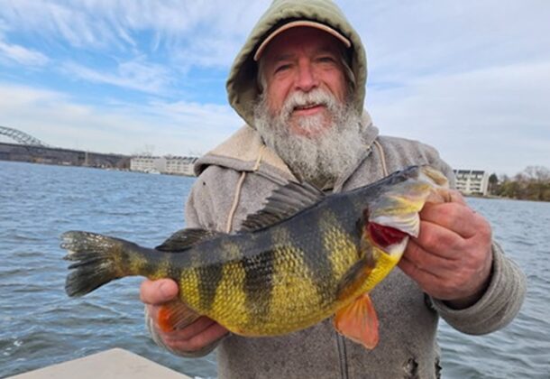 Yellow Perch