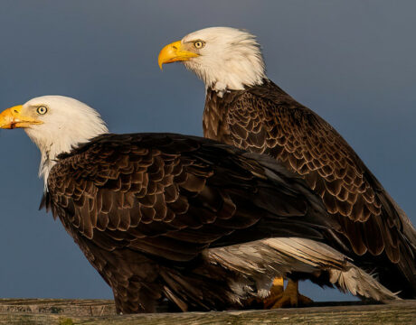 Bald Eagle