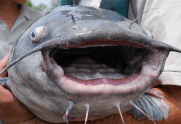 Blue Catfish