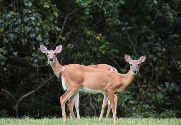Deer