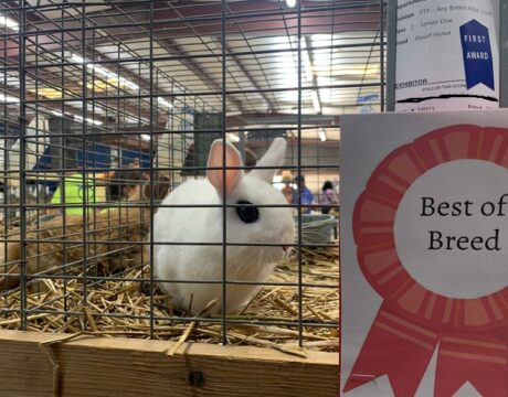 County Fair