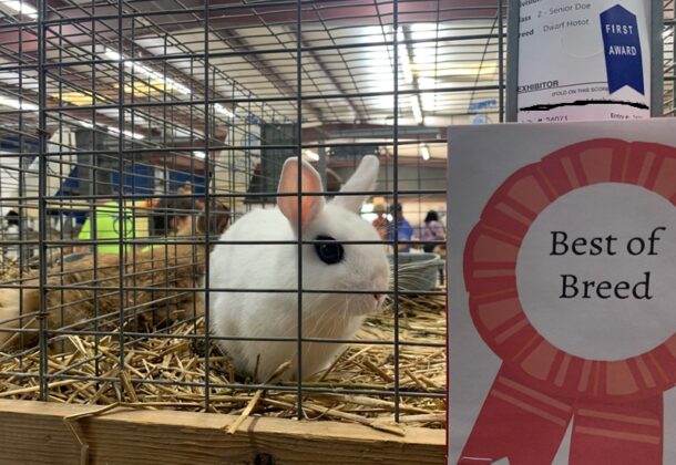 County Fair