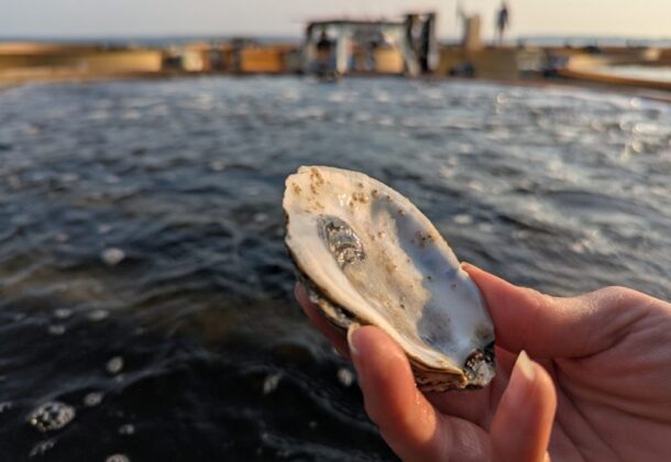 Oyster