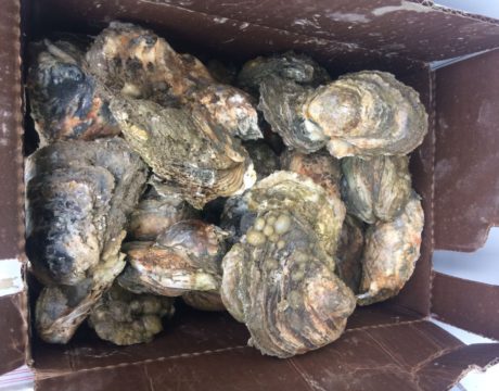 oyster season
