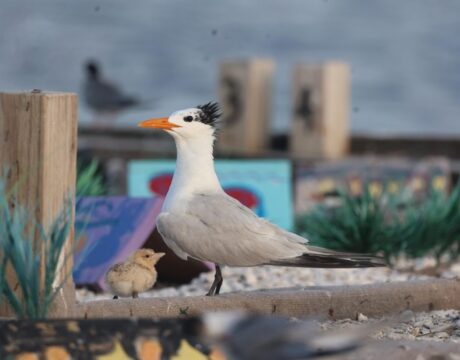 Tern Raft