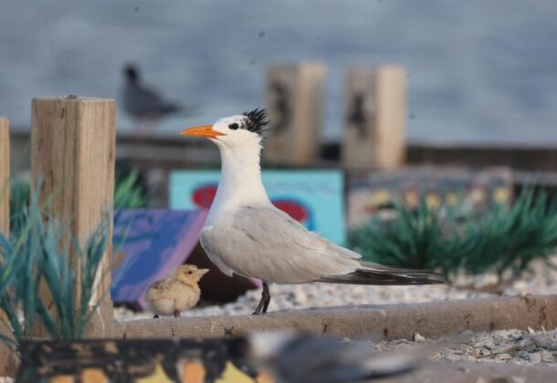 Tern Raft