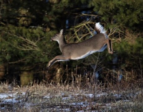 Deer Harvest