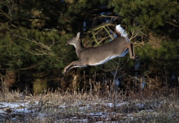 Deer Harvest