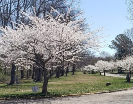 Cherry Blossom
