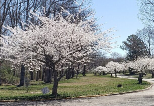 Cherry Blossom
