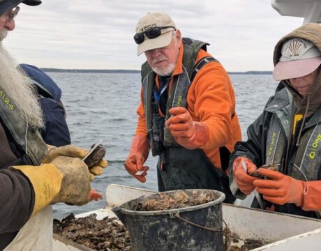 Oysters
