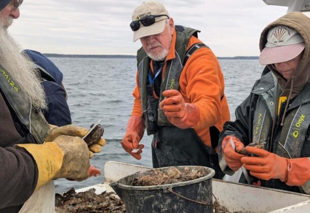 Oysters