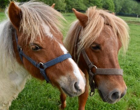 Pony