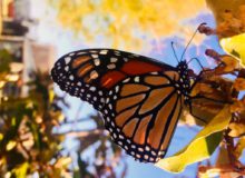 Monarchs