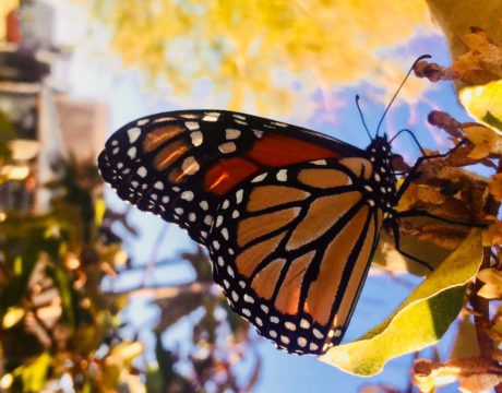Monarchs
