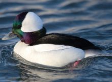 birds wintering in the Chesapeake