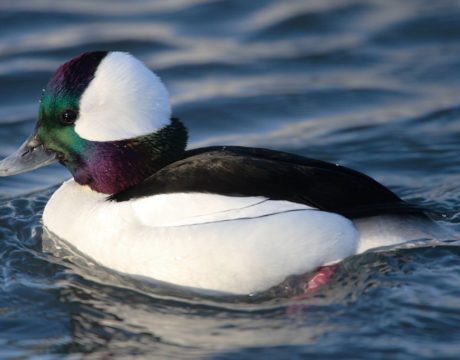 birds wintering in the Chesapeake