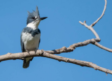 Belted Kingfisher