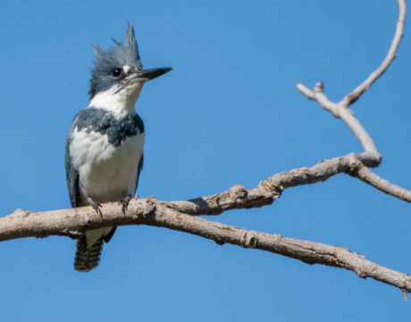 Belted Kingfisher