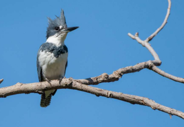 Belted Kingfisher