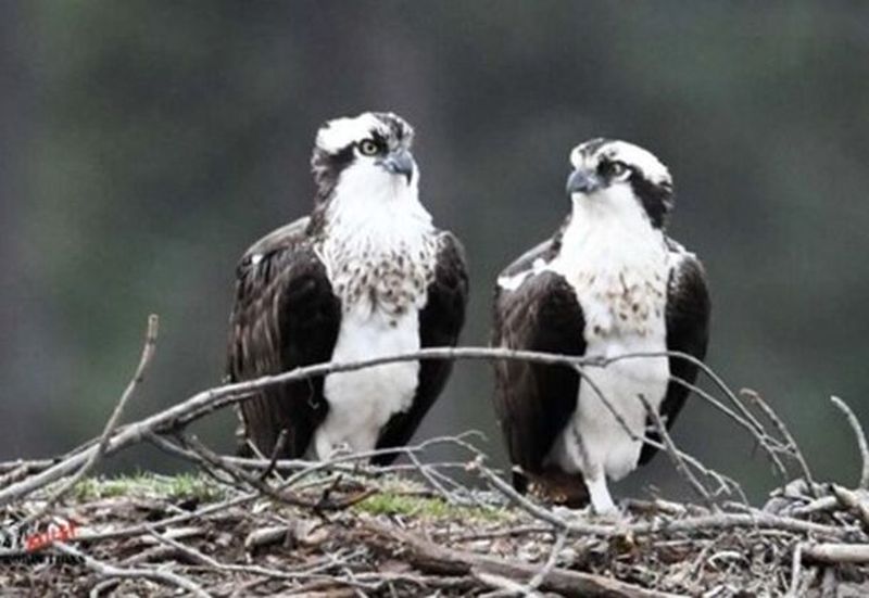 Capn' Message: Ospreys Keep Trying
